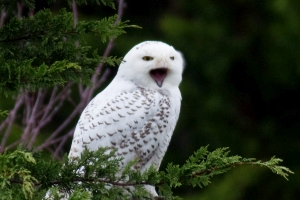 Snowy Owl